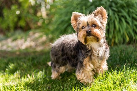 What age do Yorkies start shedding