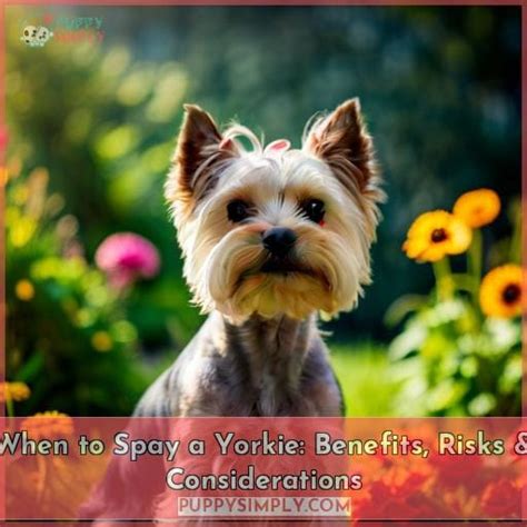 What age should Yorkies be spayed