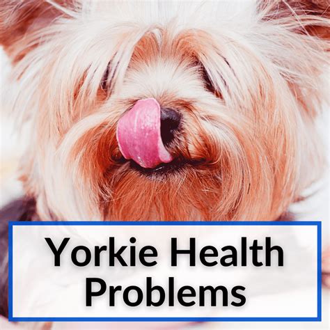 What are Yorkie common health issues