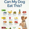 What are Yorkie safe fruits