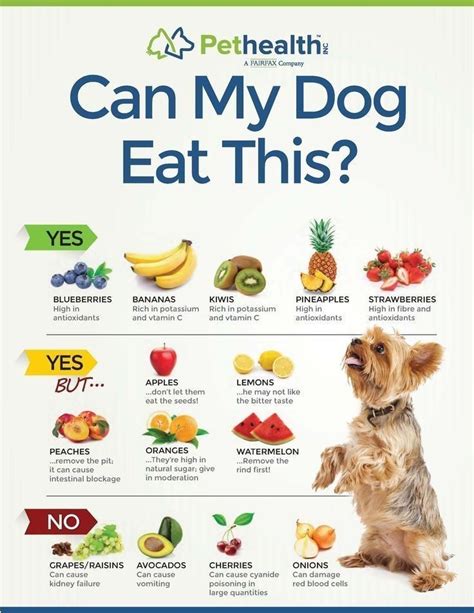 What are Yorkie safe fruits