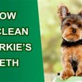 What are Yorkie teething remedies