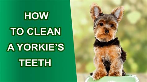 What are Yorkie teething remedies