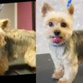 What are Yorkshire Terrier grooming costs