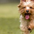 What are Yorkshire Terrier personality traits