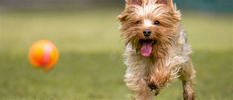 What are Yorkshire Terrier personality traits