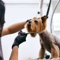 What are best Yorkie grooming tools