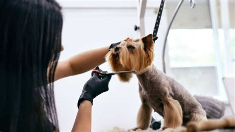 What are best Yorkie grooming tools