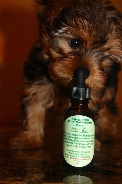 What are best Yorkie vitamins for health