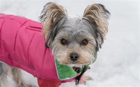 What are best Yorkie winter coats