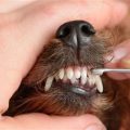 What are best dental products for Yorkies