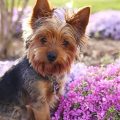 What are best dog parks for Yorkies