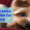 What are best practices for Yorkie ear care