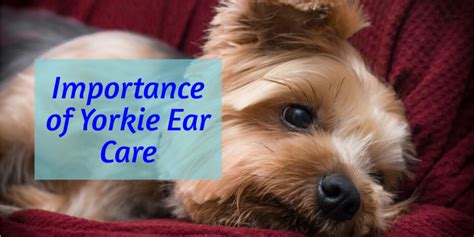 What are best practices for Yorkie ear care