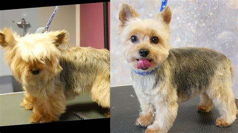 What are best practices for Yorkie grooming at home