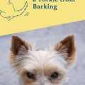 What are best ways to exercise an indoor Yorkie