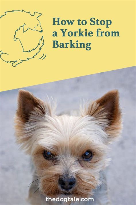 What are best ways to exercise an indoor Yorkie