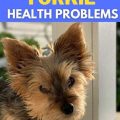 What are common Yorkie health concerns for seniors