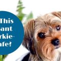 What are safe plants for Yorkies to have around