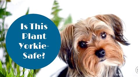 What are safe plants for Yorkies to have around