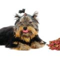 What are signs of Yorkie allergies to food