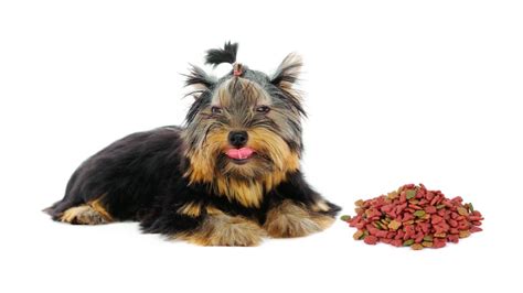 What are signs of Yorkie allergies to food