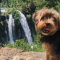 What are signs of Yorkie dehydration