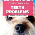 What are signs of Yorkie dental disease