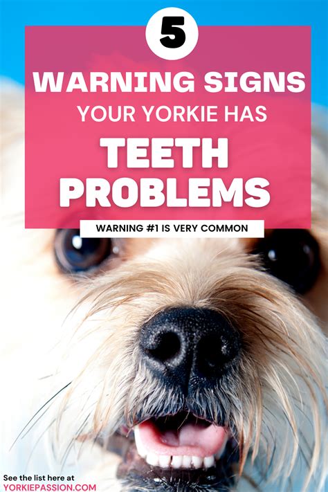 What are signs of Yorkie dental disease