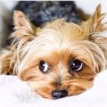 What are signs of Yorkie diabetes