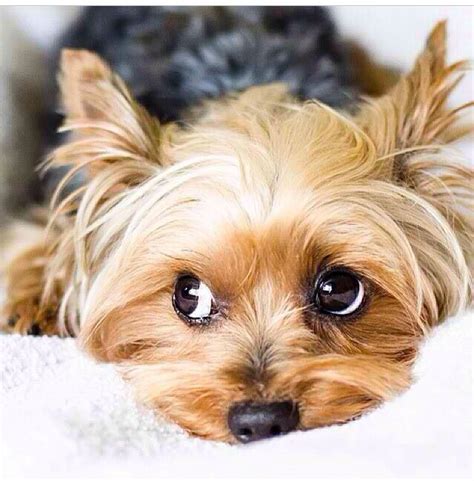 What are signs of Yorkie diabetes