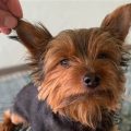 What are signs of Yorkie ear infections