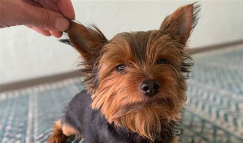 What are signs of Yorkie ear infections