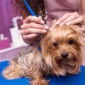 What are signs of Yorkie ear mites