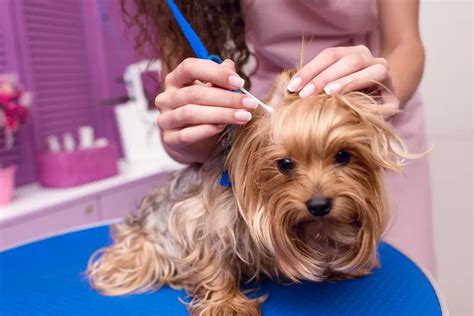 What are signs of Yorkie ear mites