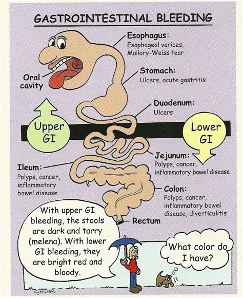 What are signs of Yorkie gastrointestinal problems