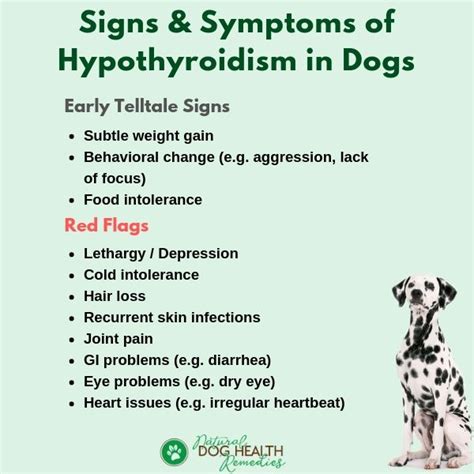 What are signs of Yorkie hypothyroidism