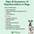 What are signs of Yorkie thyroid issues