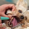 What are signs of Yorkie tooth pain