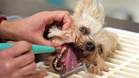 What are signs of Yorkie tooth pain