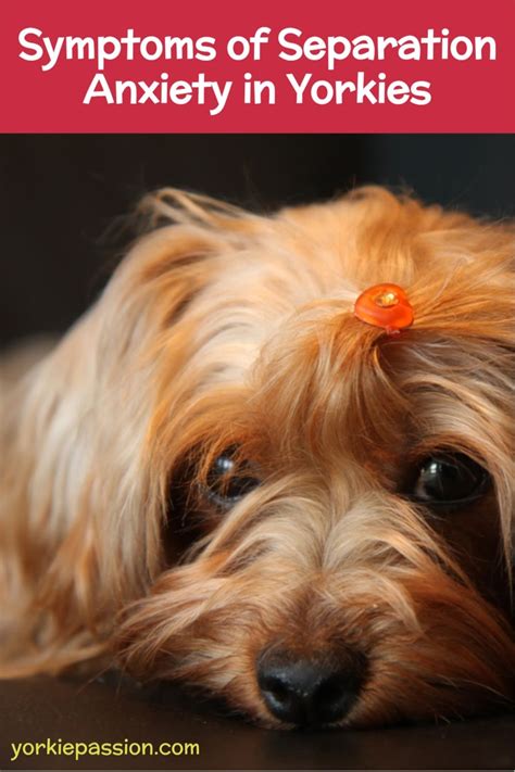 What are signs of separation anxiety in Yorkies