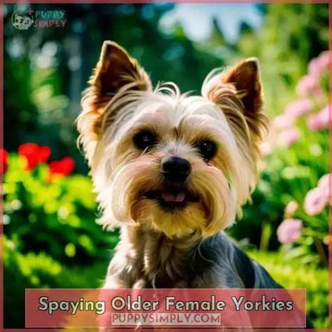 What are the benefits of spaying a Yorkshire Terrier