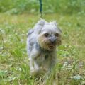 What are the benefits of training a Yorkshire Terrier