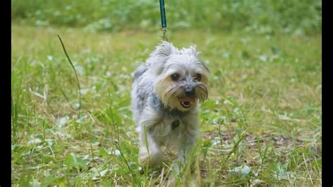 What are the benefits of training a Yorkshire Terrier