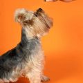 What are the best Yorkshire Terrier training techniques