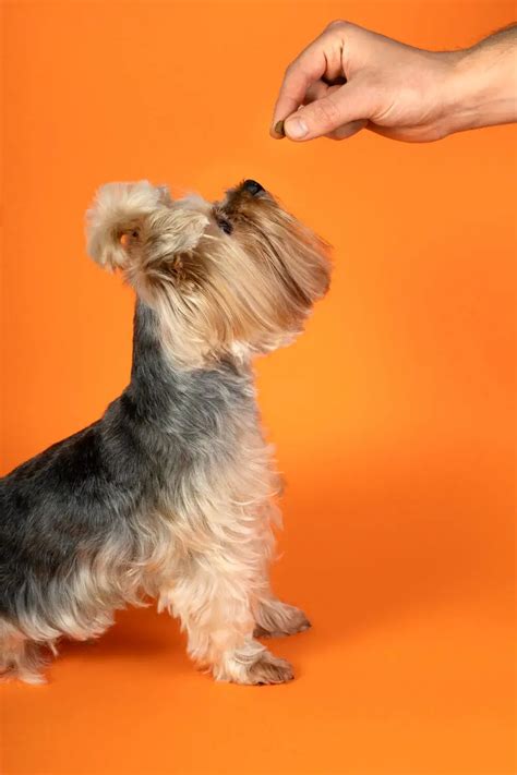 What are the best Yorkshire Terrier training techniques