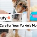 What are the best dental care practices for Yorkies