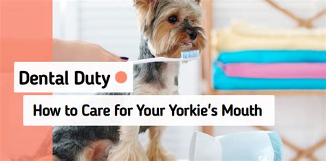 What are the best dental care practices for Yorkies