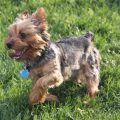 What are the best dog parks for Yorkshire Terriers