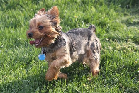 What are the best dog parks for Yorkshire Terriers